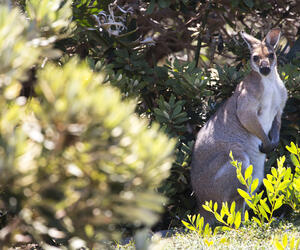 AUS4840-ambiance-australie16