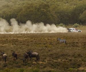 Site1336-ogier-safari22