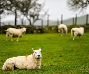 Site9858-ogier-wales17
