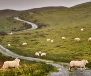 Site9860-ogier-wales17