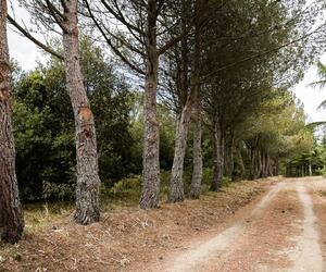 Site5856-ambiance-italie17