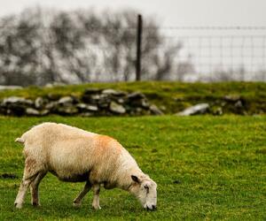 Site9859-ogier-wales17