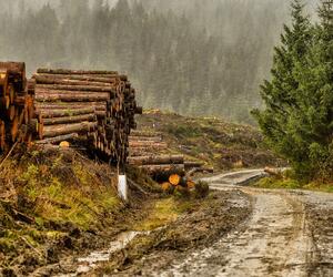 Site9846-ogier-wales17